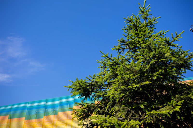 Еловый лес растет в Мурманском морском тороговом порту