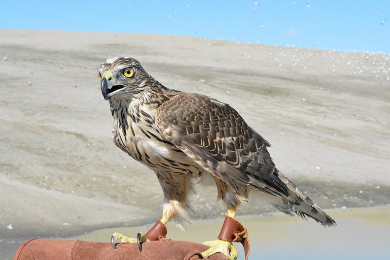 Ястребов устроили на работу в мусорный полигон Междуречья