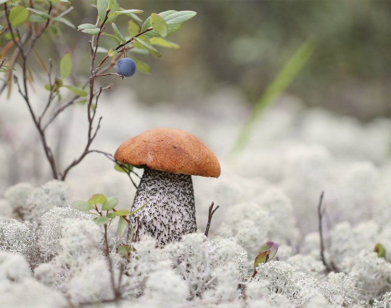 Первые заморозки напугали грибников в Мурманской области