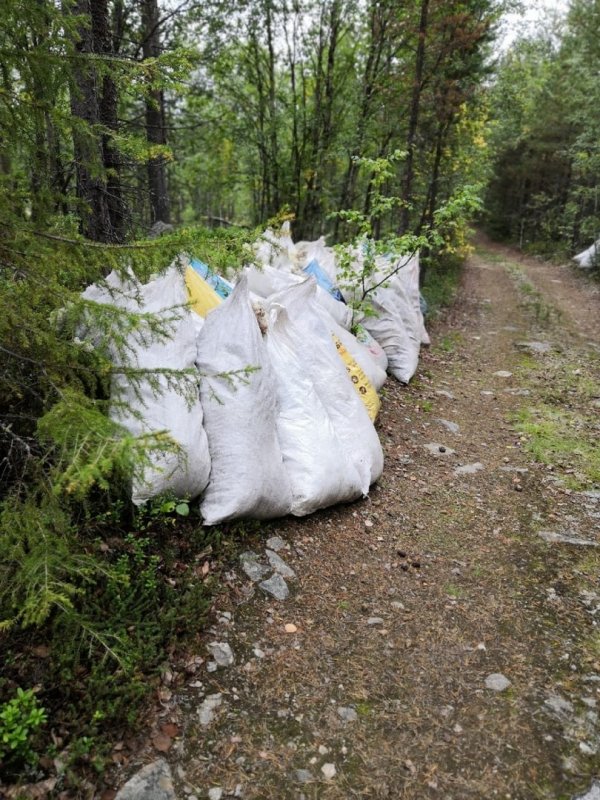 Массовый сбор ягеля обнаружили жители Заполярья