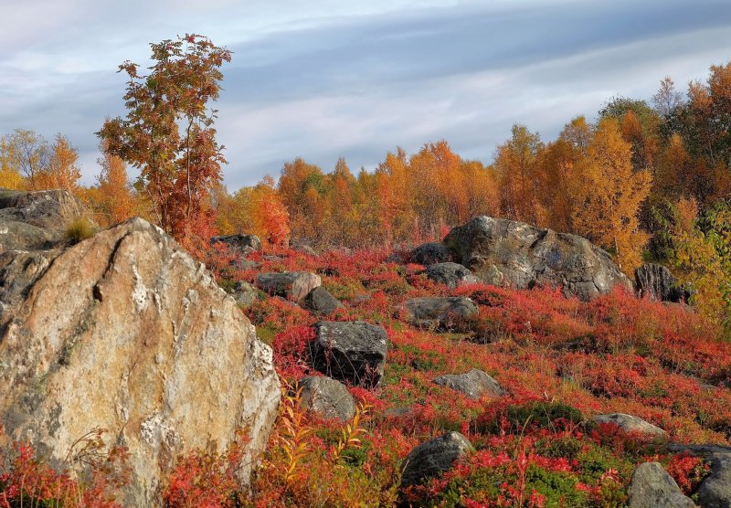 Последние теплые выходные ожидаются в Заполярье