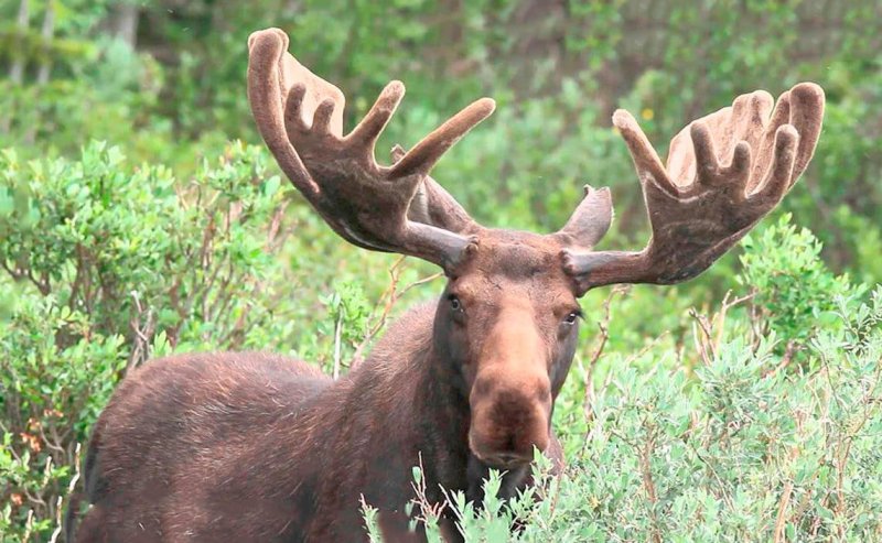 Жеребьевка по распределению разрешений на добычу лося прошла в Мурманской области