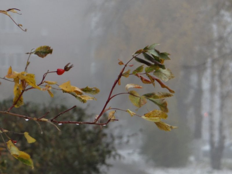 Арктические массы принесут в Мурманск ветер и -3°