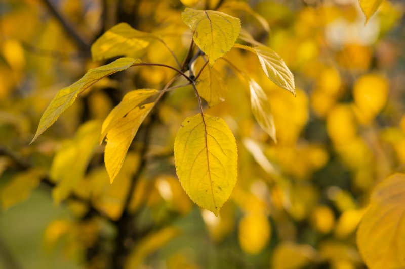 Порывистый ветер и дожди придут на смену теплу в Мурманске