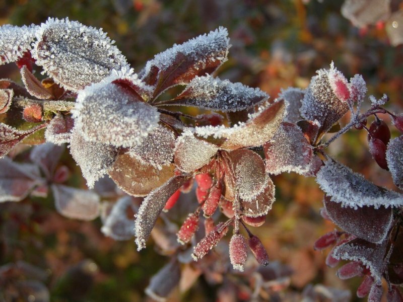 Столбик термометра опустится до -2° в Заполярье