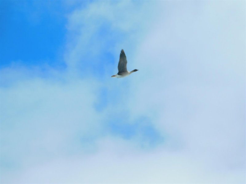 Редкие птицы все чаще залетают в Арктику