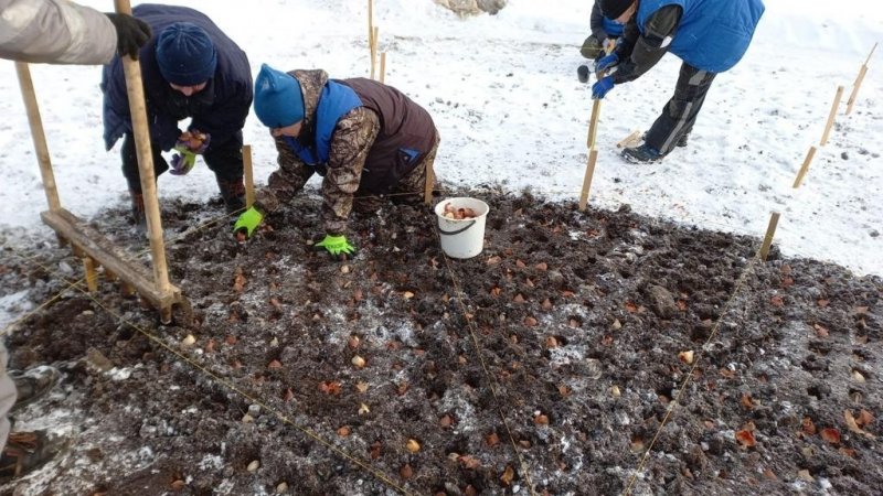 Тюльпаны высадили в Кировске