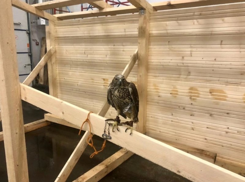 Строят дом для пернатой охраны мусорного полигона в Междуречье