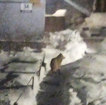 Волк держит в страхе жителей Зареченска