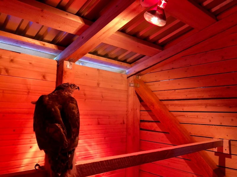 В благоустроенный домик переехали пернатые охранники мусорного полигона в Междуречье