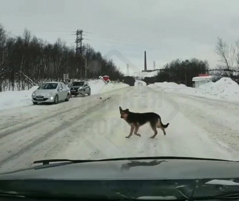 Прославился на всю страну пес-пешеход из Молочного
