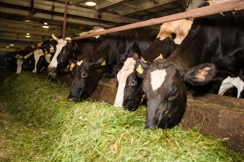 Продуктивность дойного стада увеличилась на предприятии «Тулома»