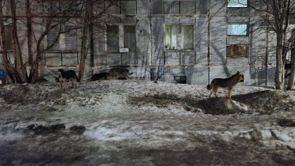 Пугают бродячие собаки жителей Мурманска и Североморска