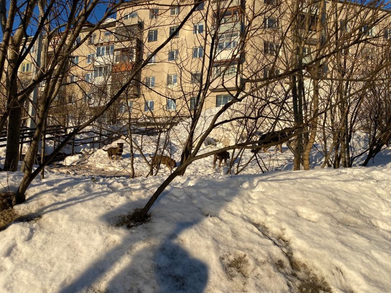 Стая собак терроризирует жителей Мурманска