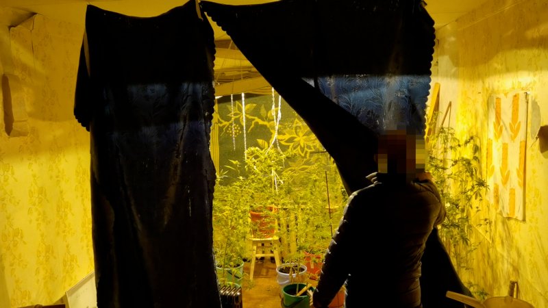 Сад с дурманящей травой вырастил житель Кольского района