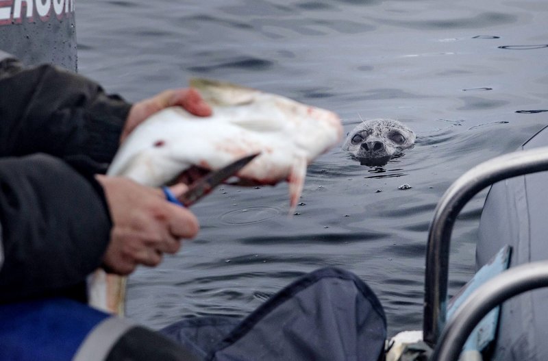 Нерпа попрошайничала у берегов Териберки