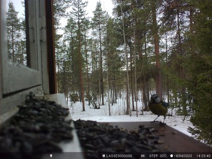 Прикормили лазоревок жители Печенгского округа