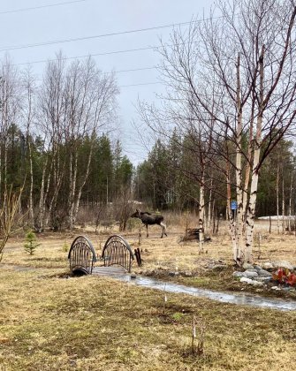 Молодой лось терроризирует жителей Раякоски