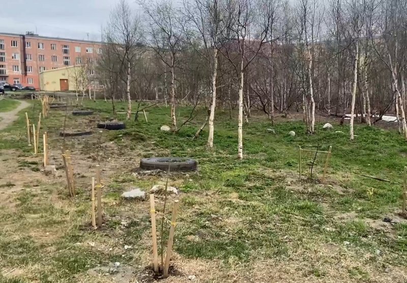 Вандалы сломали саженцы берез в Кировске