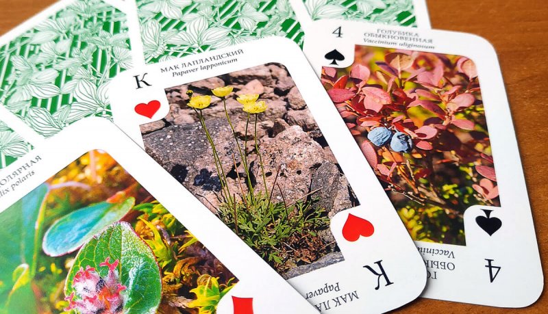Игральные карты украсили изображениями ягод и растений Мурманской области
