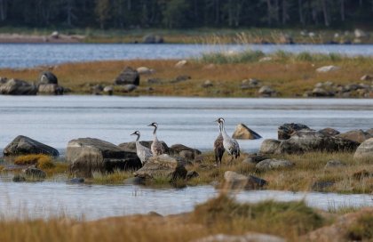 Большую стаю журавлей заметили в Лувеньге
