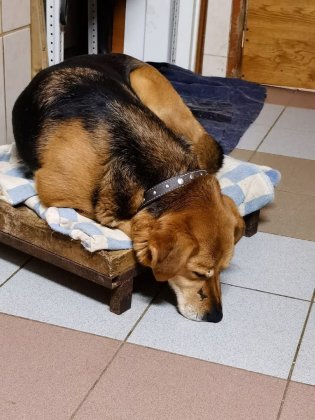 Мурманскому приюту срочно нужна помощь горожан