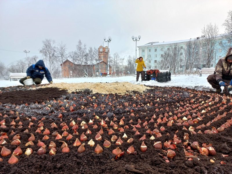 Несмотря на снег высадили 25 тысяч тюльпанов в Кировске