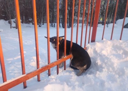 Застрявшему в заборе псу понадобилась помощь спасателей в Апатитах