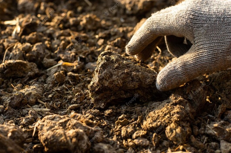 Коровьим навозом загрязнили участок земли в Кольском районе