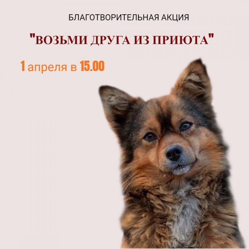«Возьми друга из приюта»: благотворительная акция пройдет в Мурмашах