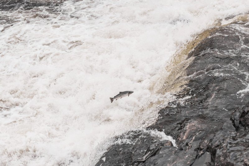 20 мая стартует лицензионный лов семги и горбуши в Кольском районе, со 2 июня — в Печенгском