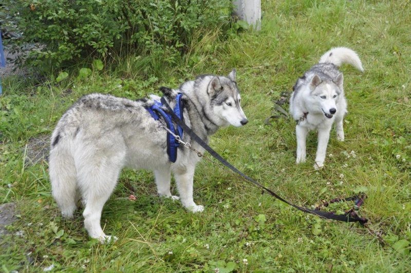 Благоустройства площадки для выгула собак в Шонгуе пришлось добиваться через суд