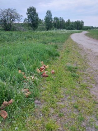 Раскидали хлеб на обочине дороги в Титане