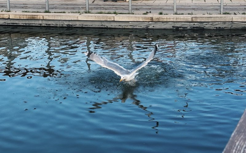 Грипп птиц у сизых чаек выявили в Териберке