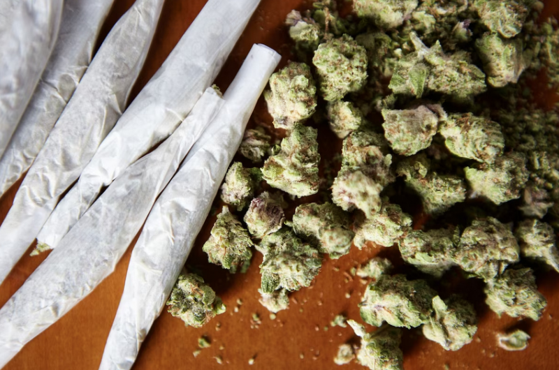 Ферму с дурман-травой организовали двое мурманчан в Пяйве