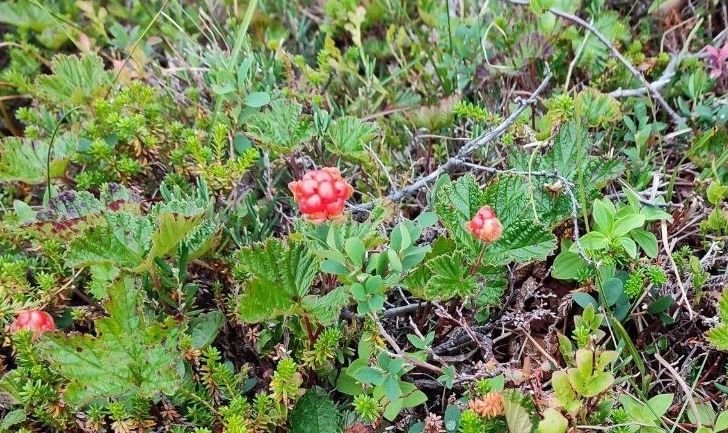 Пять самых урожайных морошковых мест в регионе назвали эксперты