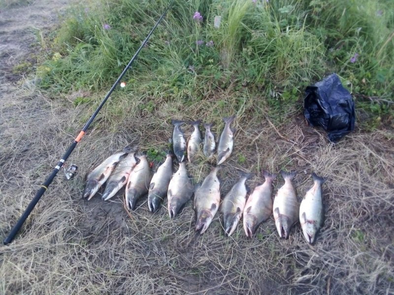 Браконьера-вологжанина поймали на реке Воронья 