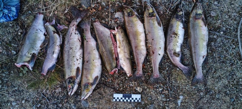 15 горбуш мурманчанин незаконно выловил на реке Воронья