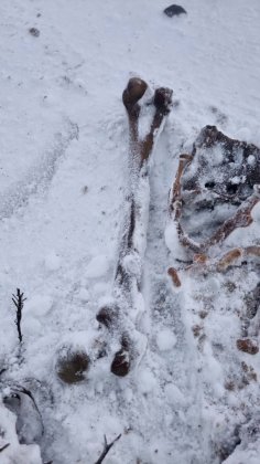 Продолжают находить человеческие кости на пляже в Териберке
