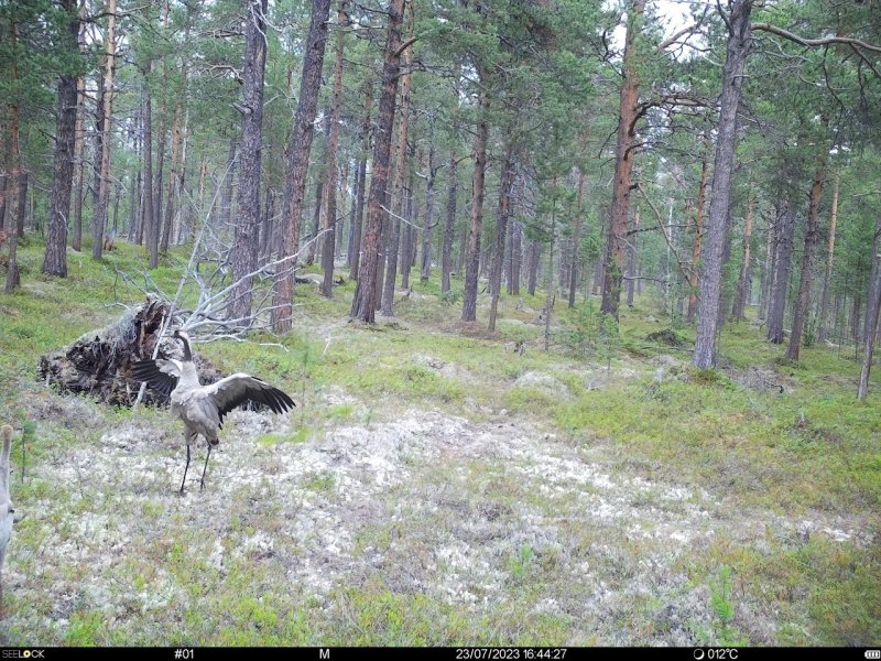 Семья серых журавлей попала в фотоловушку в «Пасвике»