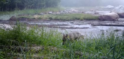 Молодые волчата попали в фотоловушку Кандалакшского заповедника