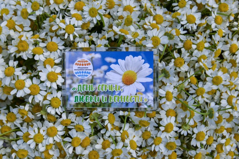 Интересно отметить День семьи, любви и верности предлагают мурманчанам