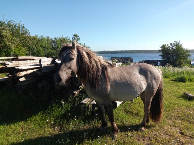 Спасли от смерти кузоменского жеребца мурманские ветеринары
