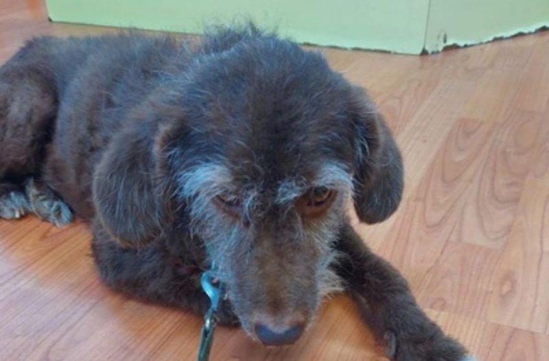 Отрезали язык пожилой собаке в Мурманске