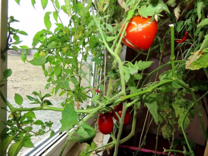 Урожай томатов 8 месяцев ждали полярники в Арктике