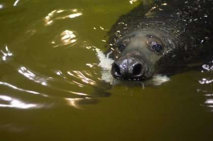 Для реконструкции в мурманском океанариуме провели замеры