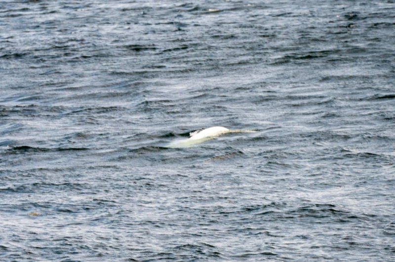 Белухи помешали репетиции фестивального заплыва через Кольский залив