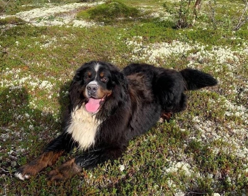 Осиротел бернский зенненхунд: новых хозяев псу ищут в Мурманской области