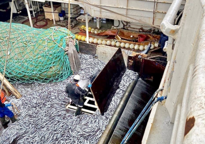 12 тонн рыбы свыше квоты выловил капитан судна из Мурманской области