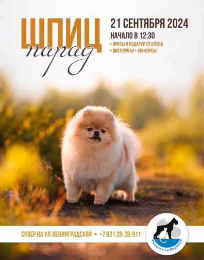 Подарки и красивые фото обещают участникам Парада шпицев в Мурманске